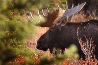 Moose Alaska © Copyright by Ch. Breier